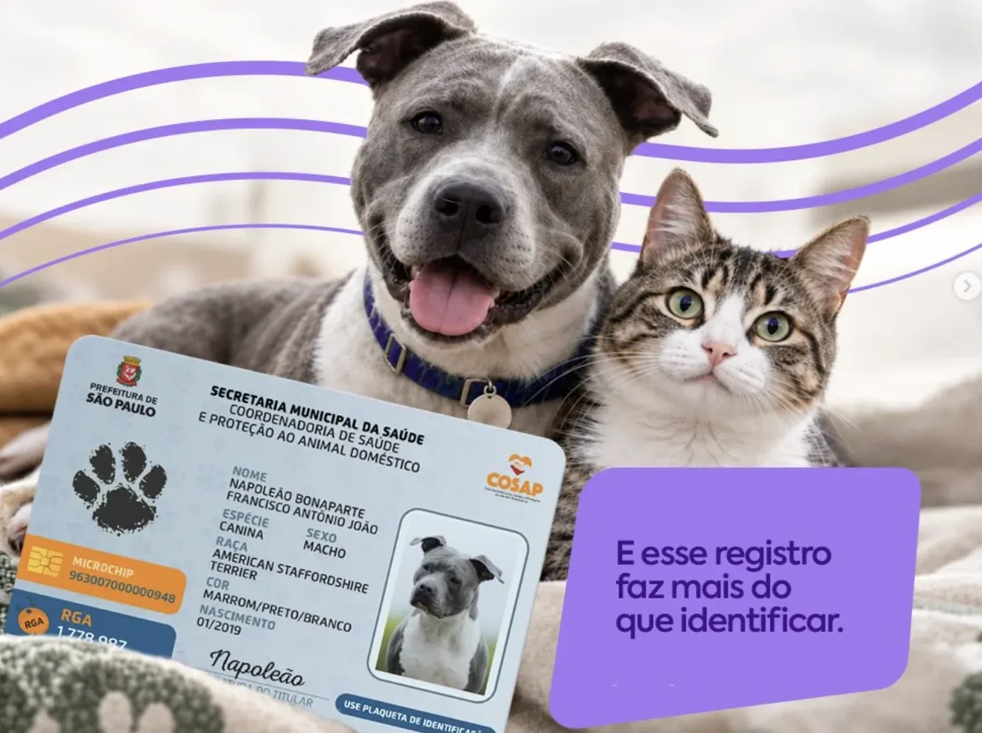 Carteirinha digital do Registro Geral do Animal exibida na tela de um celular